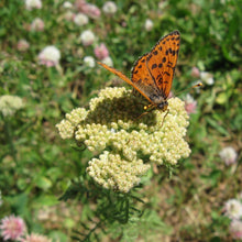 Lade das Bild in den Galerie-Viewer, Wiesen-Schafgarbe (Achillea millefolium)