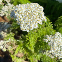 Lade das Bild in den Galerie-Viewer, Wiesen-Schafgarbe (Achillea millefolium)
