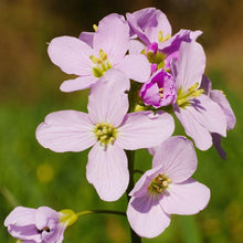 Lade das Bild in den Galerie-Viewer, Wiesen-Schaumkraut (Cardamine pratensis)