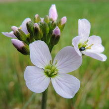 Lade das Bild in den Galerie-Viewer, Wiesen-Schaumkraut Cardamine pratensis