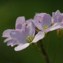 Lade das Bild in den Galerie-Viewer, Wiesen-Schaumkraut (Cardamine pratensis)