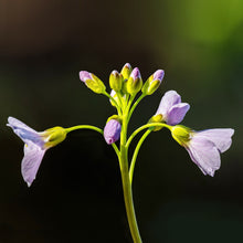 Lade das Bild in den Galerie-Viewer, Wiesen-Schaumkraut (Cardamine pratensis)