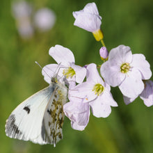 Lade das Bild in den Galerie-Viewer, Wiesen-Schaumkraut (Cardamine pratensis)