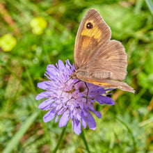 Lade das Bild in den Galerie-Viewer, Wiesen-Witwenblume (Knautia arvensis)