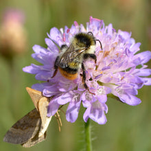 Lade das Bild in den Galerie-Viewer, Wiesen-Witwenblume (Knautia arvensis)