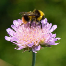 Lade das Bild in den Galerie-Viewer, Wiesen-Witwenblume (Knautia arvensis)
