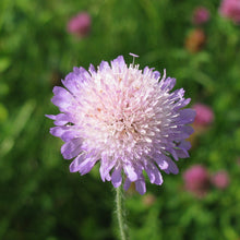 Lade das Bild in den Galerie-Viewer, Wiesen-Witwenblume (Knautia arvensis)