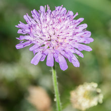 Lade das Bild in den Galerie-Viewer, Wiesen-Witwenblume (Knautia arvensis)