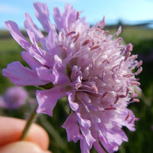 Lade das Bild in den Galerie-Viewer, Wiesen-Witwenblume (Knautia arvensis)