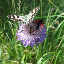 Lade das Bild in den Galerie-Viewer, Wiesen-Witwenblume (Knautia arvensis)