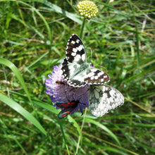 Lade das Bild in den Galerie-Viewer, Wiesen-Witwenblume (Knautia arvensis)