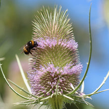 Lade das Bild in den Galerie-Viewer, Wilde Karde (Dipsacus fullonum)
