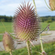 Lade das Bild in den Galerie-Viewer, Wilde Karde (Dipsacus fullonum)