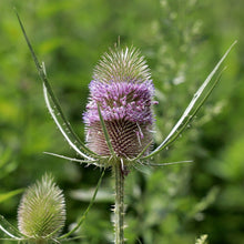 Lade das Bild in den Galerie-Viewer, Wilde Karde (Dipsacus fullonum)