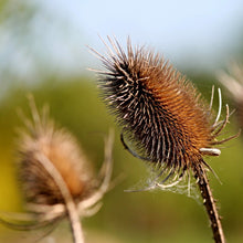 Lade das Bild in den Galerie-Viewer, Wilde Karde (Dipsacus fullonum)