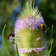 Lade das Bild in den Galerie-Viewer, Wilde Karde und Hummeln (Dipsacus fullonum)