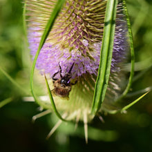 Lade das Bild in den Galerie-Viewer, Wilde Karde (Dipsacus fullonum)