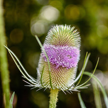 Lade das Bild in den Galerie-Viewer, Wilde Karde (Dipsacus fullonum)