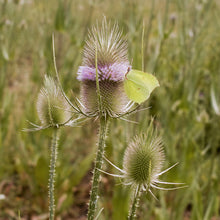 Lade das Bild in den Galerie-Viewer, Wilde Karde und Zitronenfalter (Dipsacus fullonum)
