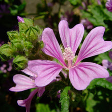 Lade das Bild in den Galerie-Viewer, Wilde Malve (Malva sylvestris)