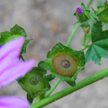 Lade das Bild in den Galerie-Viewer, Wilde Malve (Malva sylvestris)