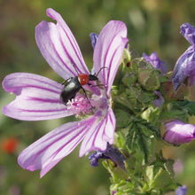 Lade das Bild in den Galerie-Viewer, Wilde Malve (Malva sylvestris)
