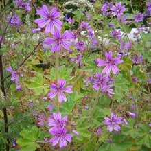 Lade das Bild in den Galerie-Viewer, Wilde Malve (Malva sylvestris)