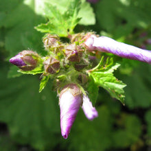 Lade das Bild in den Galerie-Viewer, Wilde Malve (Malva sylvestris)