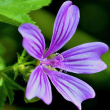 Lade das Bild in den Galerie-Viewer, Wilde Malve (Malva sylvestris)