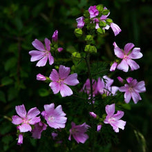 Lade das Bild in den Galerie-Viewer, Wilde Malve (Malva sylvestris)