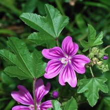 Lade das Bild in den Galerie-Viewer, Wilde Malve (Malva sylvestris)