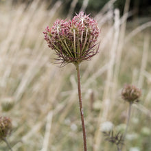 Lade das Bild in den Galerie-Viewer, Wilde Möhre (Daucus carota)