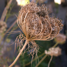 Lade das Bild in den Galerie-Viewer, Wilde Möhre (Daucus carota)