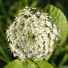 Lade das Bild in den Galerie-Viewer, Wilde Möhre (Daucus carota)