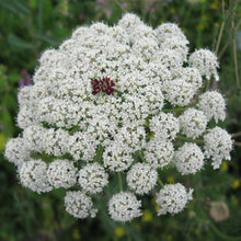 Lade das Bild in den Galerie-Viewer, Wilde Möhre (Daucus carota)