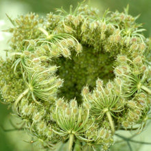 Lade das Bild in den Galerie-Viewer, Wilde Möhre Daucus carota