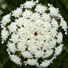 Lade das Bild in den Galerie-Viewer, Wilde Möhre Daucus carota