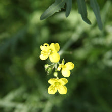 Lade das Bild in den Galerie-Viewer, Wilde Rauke (Diplotaxis tenuifolia)