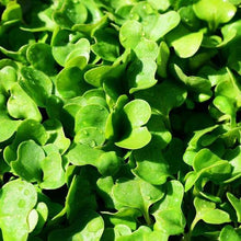 Lade das Bild in den Galerie-Viewer, Wilde Rauke (Diplotaxis tenuifolia)