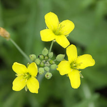 Lade das Bild in den Galerie-Viewer, Wilde Rauke (Diplotaxis tenuifolia)