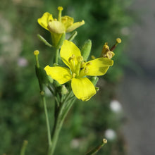 Lade das Bild in den Galerie-Viewer, Wilde Rauke (Diplotaxis tenuifolia)