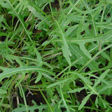 Lade das Bild in den Galerie-Viewer, Wilde Rauke (Diplotaxis tenuifolia)