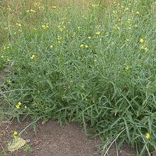 Lade das Bild in den Galerie-Viewer, Wilde Rauke (Diplotaxis tenuifolia)