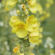 Lade das Bild in den Galerie-Viewer, Windblumen-Königskerze (Verbascum phlomoides)