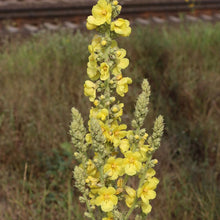 Lade das Bild in den Galerie-Viewer, Windblumen-Königskerze (Verbascum phlomoides)
