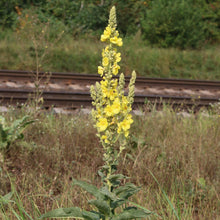 Lade das Bild in den Galerie-Viewer, Windblumen-Königskerze (Verbascum phlomoides)