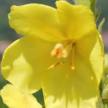 Lade das Bild in den Galerie-Viewer, Windblumen-Königskerze (Verbascum phlomoides)