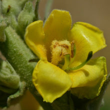 Lade das Bild in den Galerie-Viewer, Windblumen-Königskerze (Verbascum phlomoides)