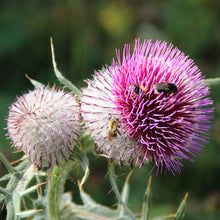 Lade das Bild in den Galerie-Viewer, Wollkopf-Kratzdistel (Cirsium eriophorum)