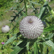 Lade das Bild in den Galerie-Viewer, Wollkopf-Kratzdistel (Cirsium eriophorum)